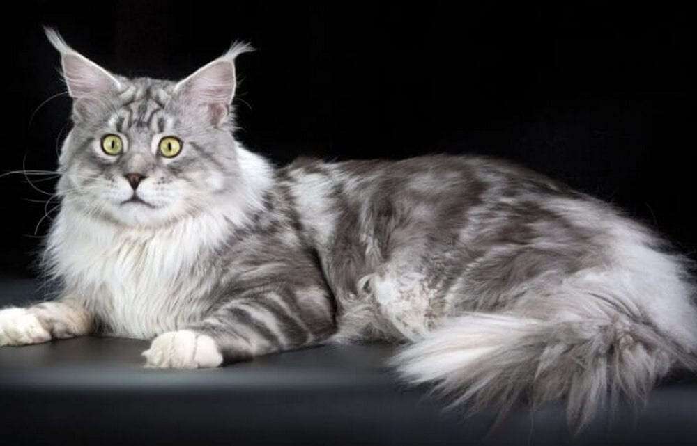 maine-coon