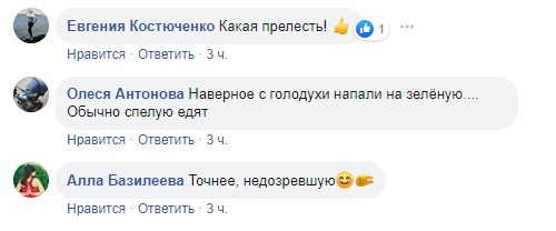 belka-kommenty