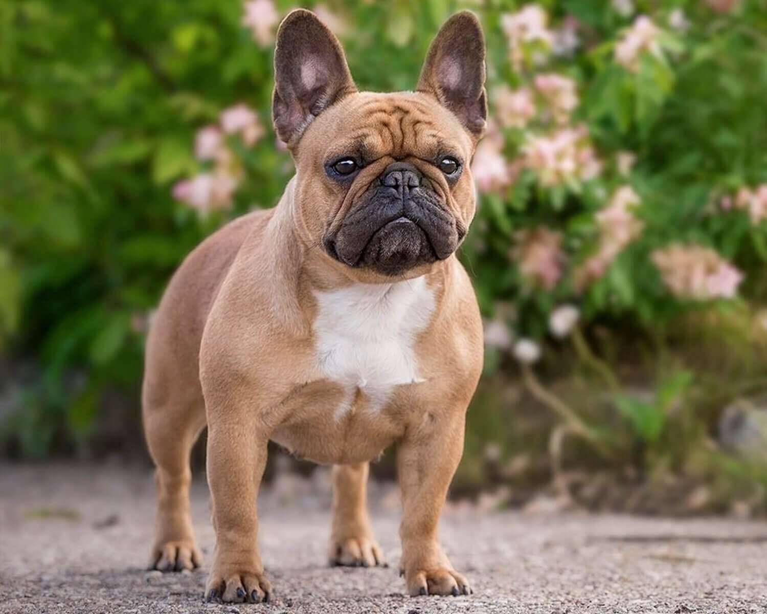 french-bulldog