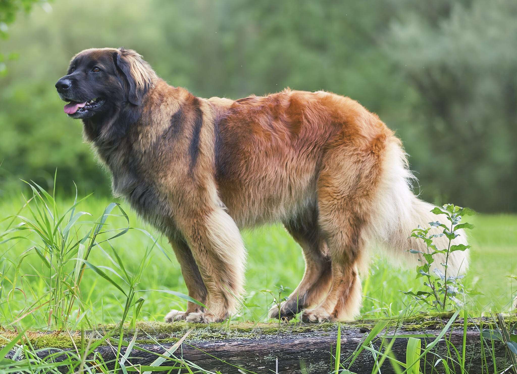 outdoor portrait of a Leonberger dog