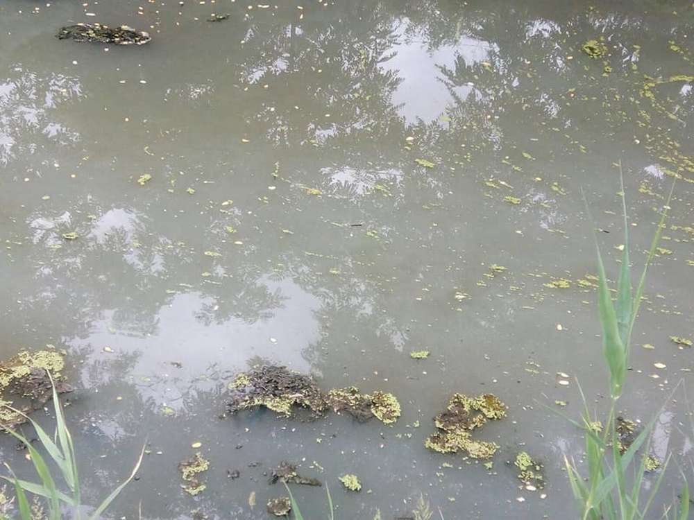 К чему снится мутная вода в реке. Мутная вода в озере. Гибель рыбы в Днепре. Озеро с фекалиями. Илистая вода.