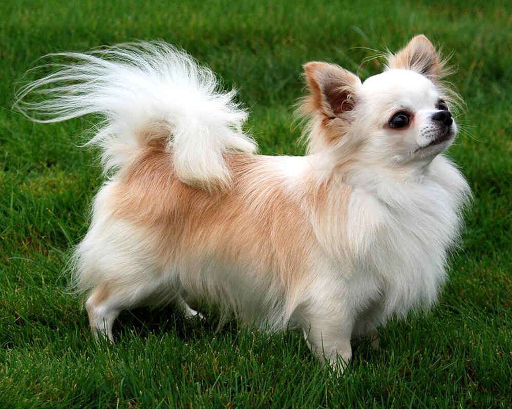 longhair-chihuahua