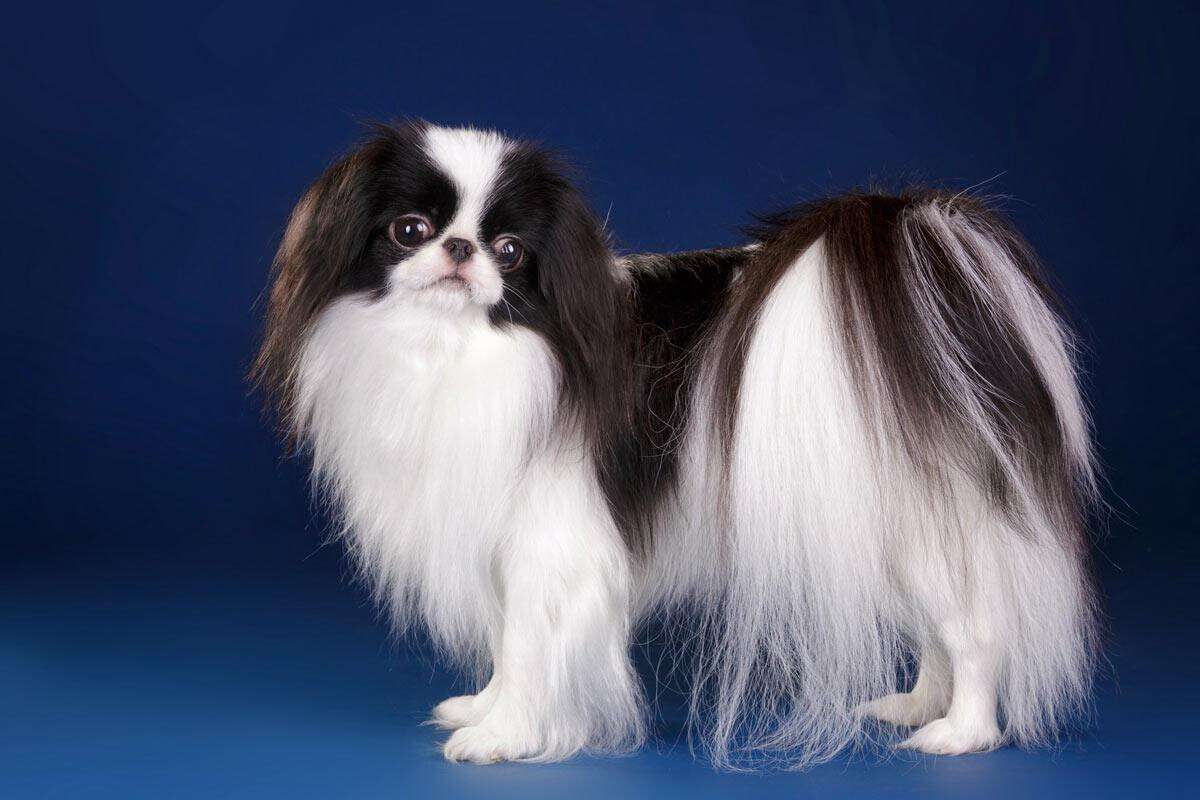 japanese-chin_01_lg