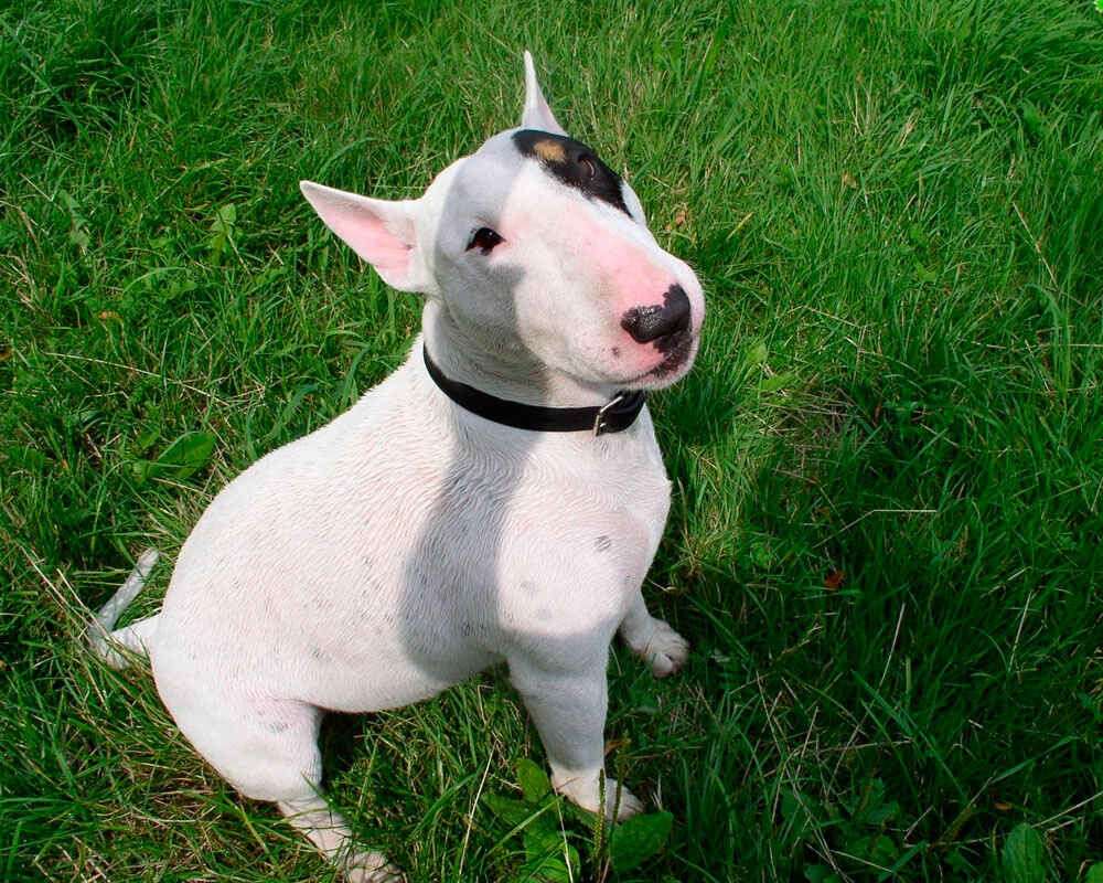 bull-terrier-dog