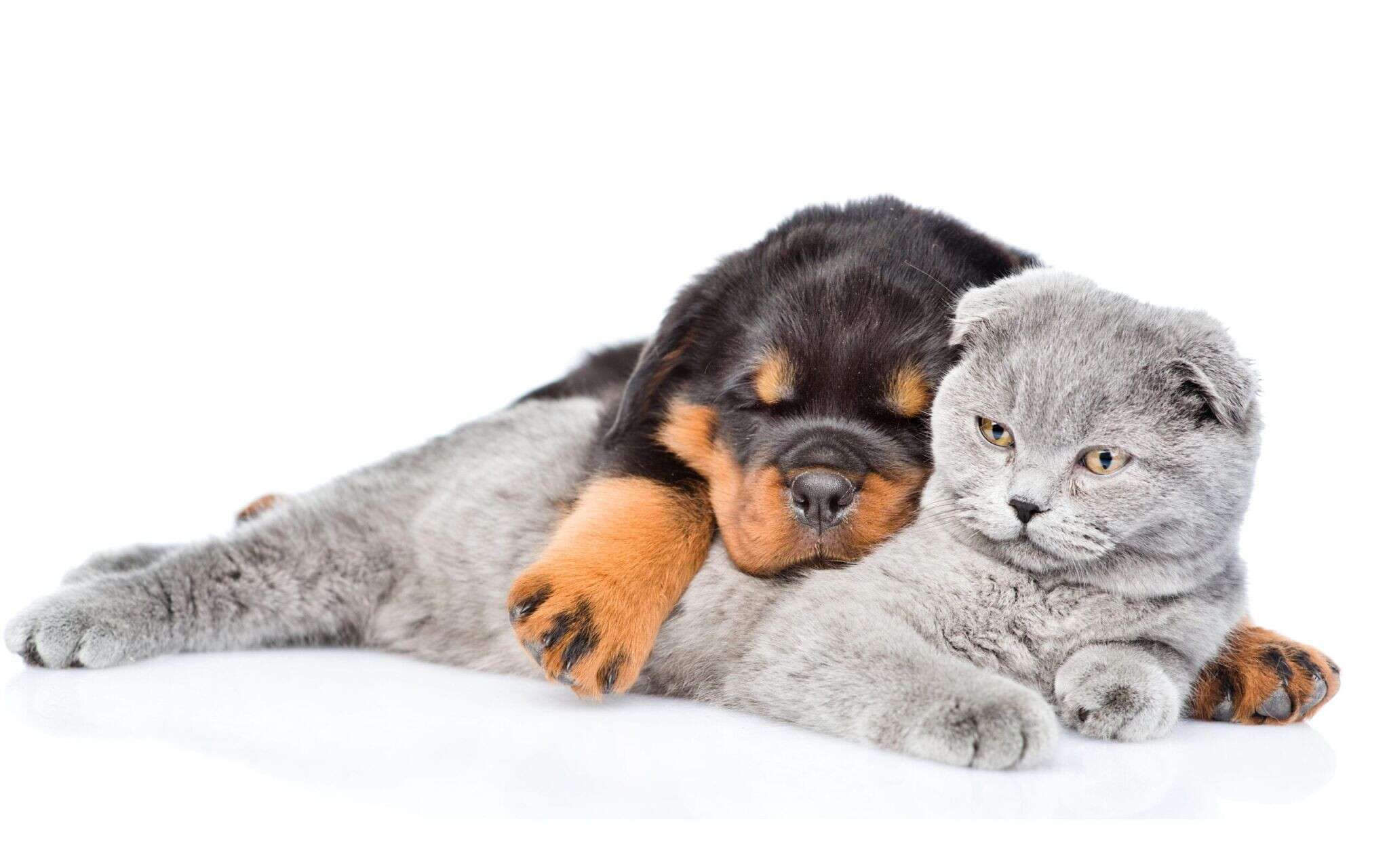 dogs_cats_white_495161_3840x2400