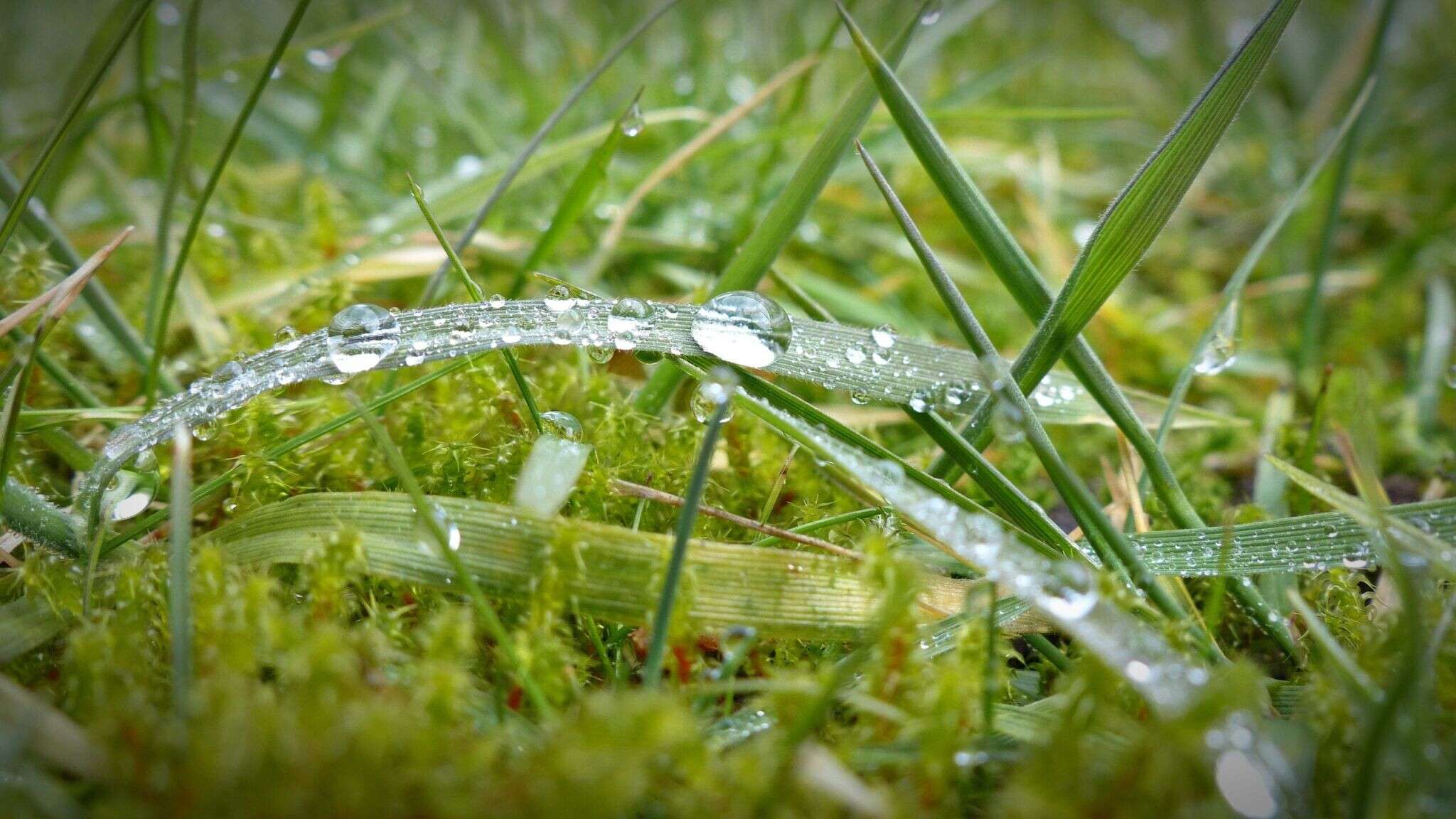Drops of morning dew on Grass, macro image in Nature and Landscapes category at pixy.org