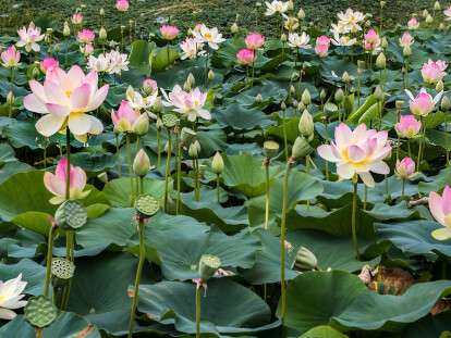 kuvshinki_v_prudu-e1533243744367