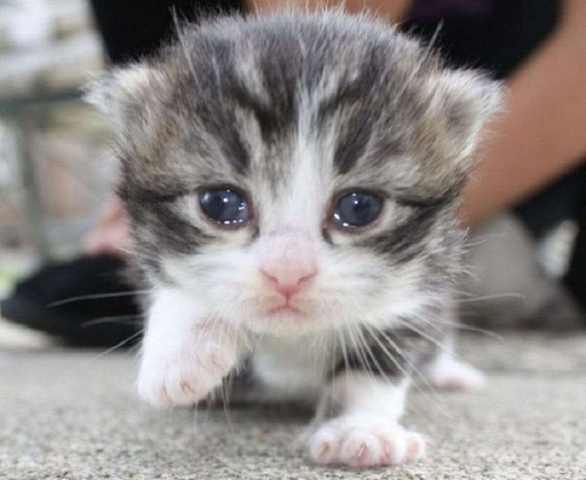 Жалко котенка. Котенок плачет. Плачущий кот. Котята милашки. Грустный котенок.