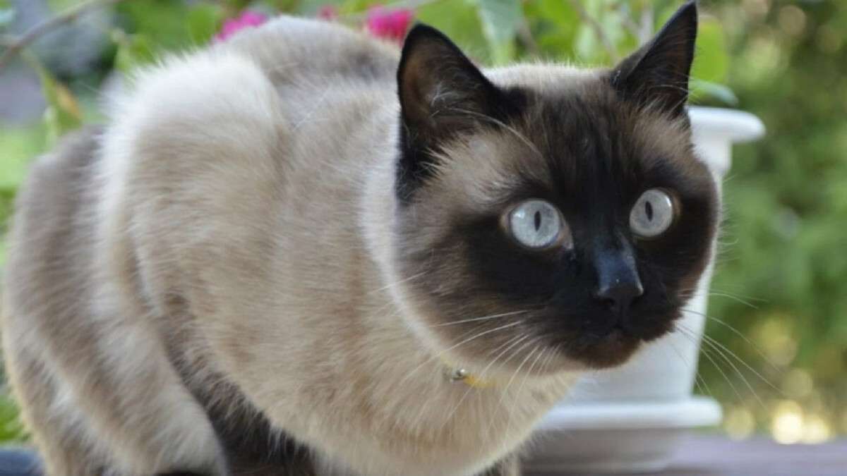 сиамская кошка видео