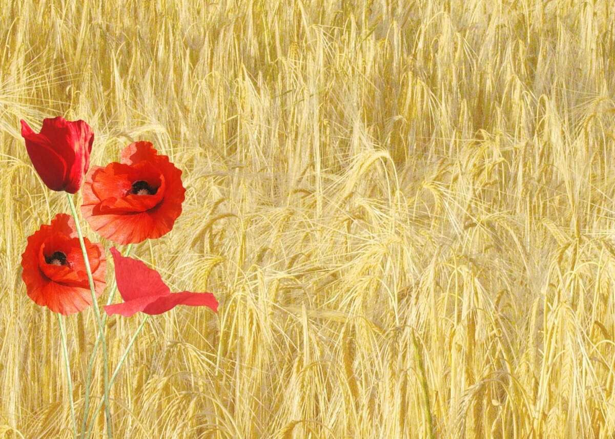 red_poppy_papaver_rhoeas_corn_field_nature_plants_flower_wheat_cereals-1024325