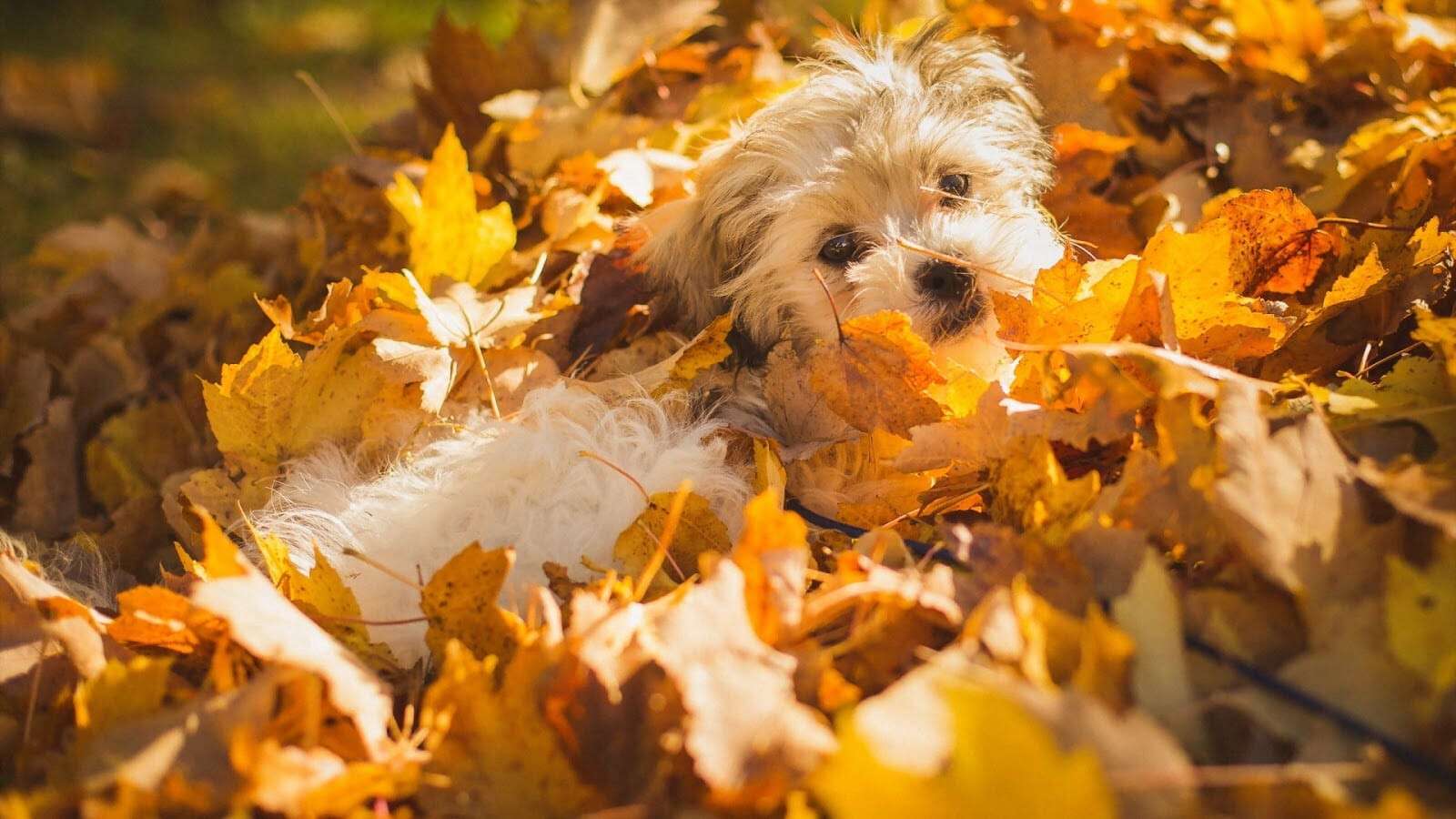 animals___dogs_dog_in_autumn_leaves_080430_