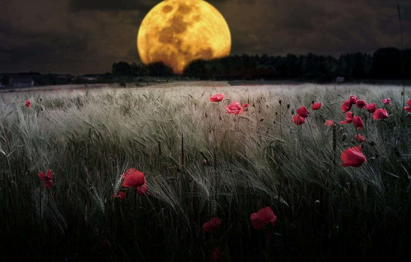 moon-full-moon-wheat-night