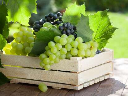 Vine and bunch of white grapes