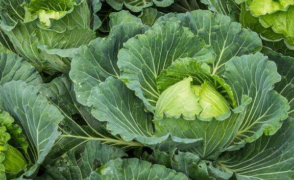 cabbage in the garden