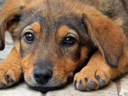 bezdomnyie-sobaki-e1537696948253-960x540-960x540-1