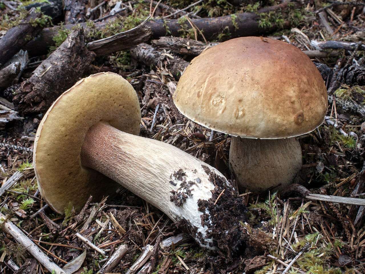 boletus_edulis_mgw-07