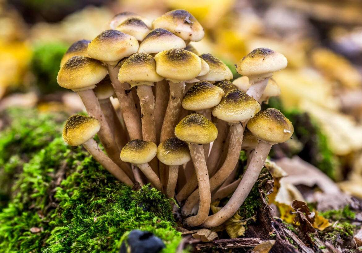 Armillaria mellea, commonly known as honey fungus, is a basidiomycete fungus in the genus Armillaria. Beautiful edible mushroom.