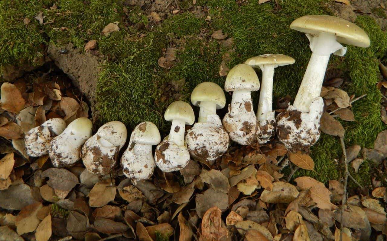 amanita-phalloides5-1