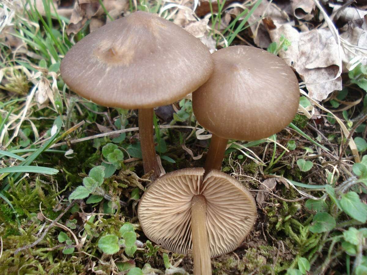 entoloma-vernum_02