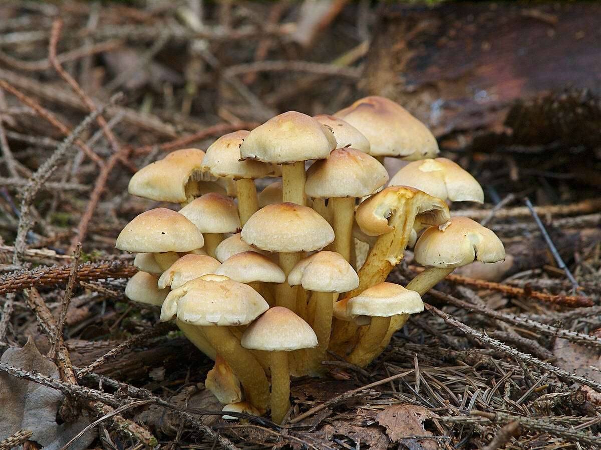 1200px-hypholoma_fasciculare_lc0091