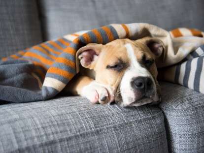 nemocny-pes-radaveterinare.cz-big