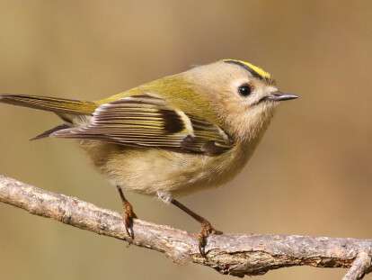 123129502_696107564358481_6855911240409850020_o