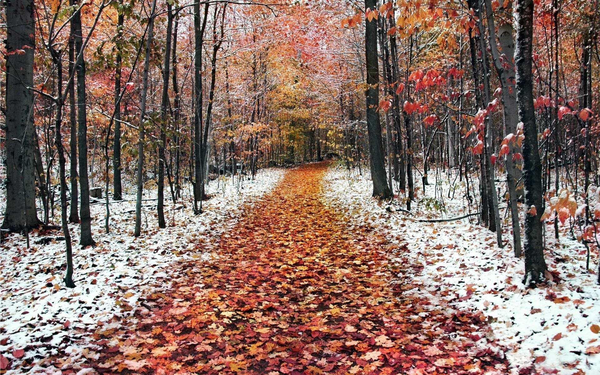 nature___seasons___autumn_late_autumn_the_first_snow_fell_043501_