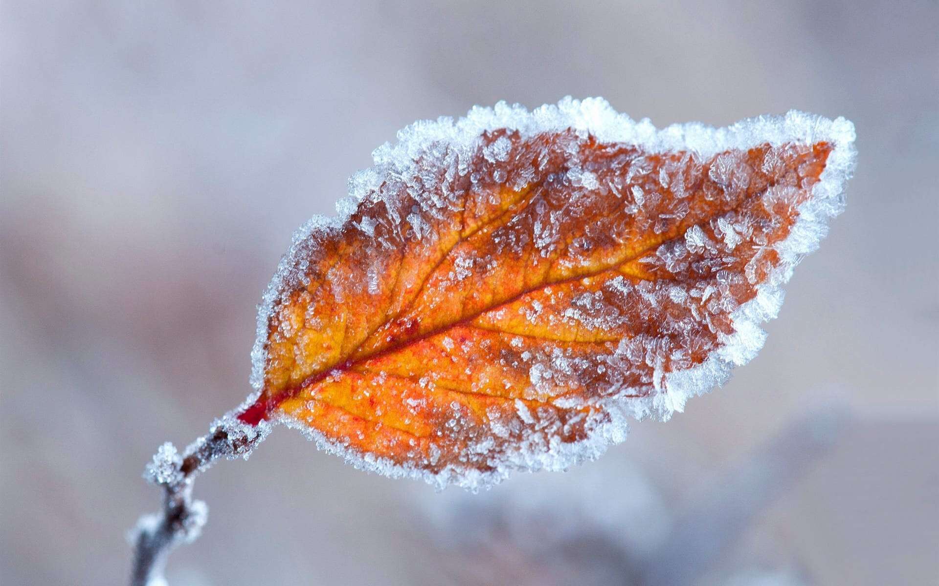 orange-leaf-frost-autumn_1920x1200
