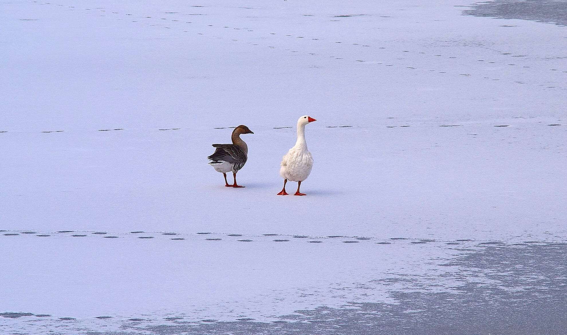 sea-water-outdoor-snow-winter-bird-white-animal-pond-ice-color-arctic-feather-fowl-avian-goose-geese-vertebrate-waterfowl-water-bird-ducks-geese-and-swans-1191760