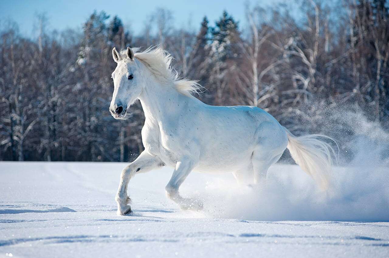horses_winter_white_snow_466698