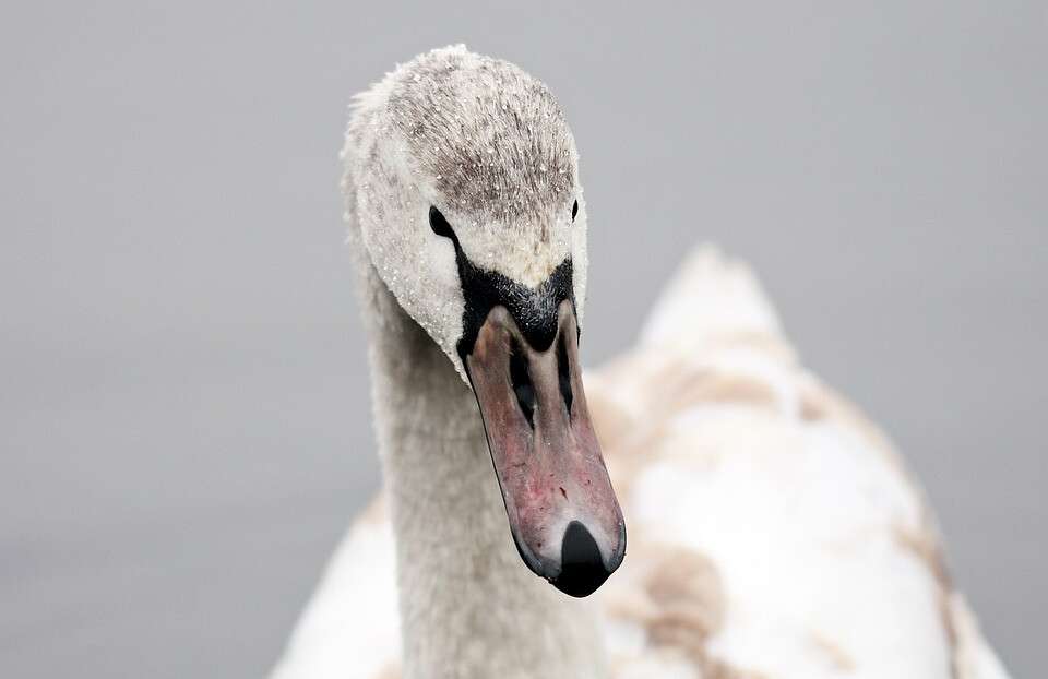 swan-3028659_960_720