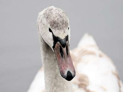 swan-3028659_960_720