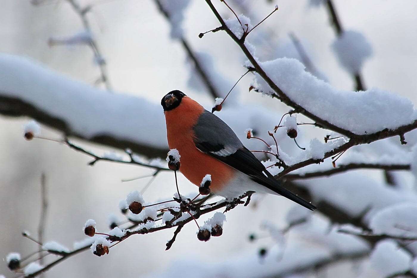 Снегирь картинка. Снегирь обыкновенный. Зимующие птицы Снегирь зимой. Зимующие птицы Снегирь. Снегирь фото птицы.