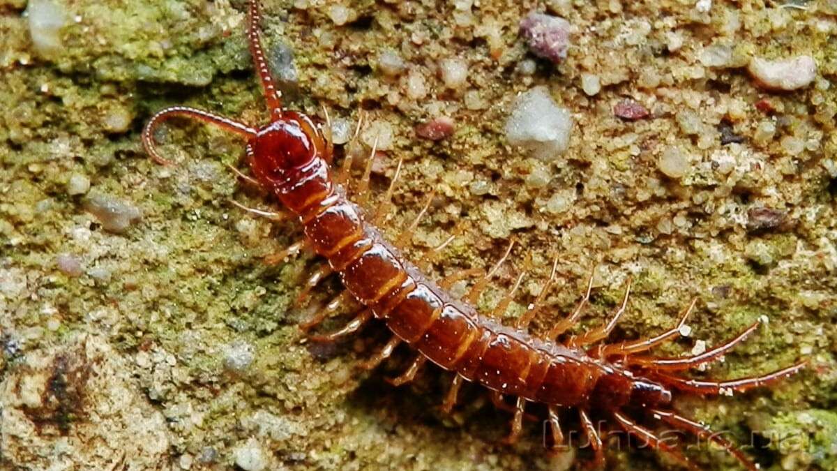 Костянка Lithobius forficatus. Костянка многоножка. Сколопендра костянка. Многоножка костянка обыкновенная.