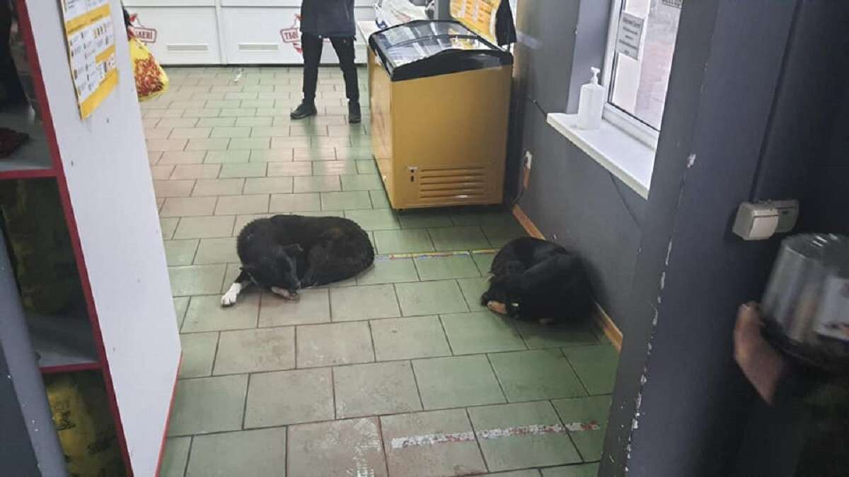 в Днепре в мясном магазине поселились собаки