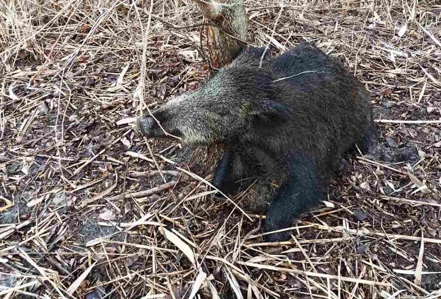 Под Днепром из-за браконьеров погибла беременная самка кабана (Фото)
