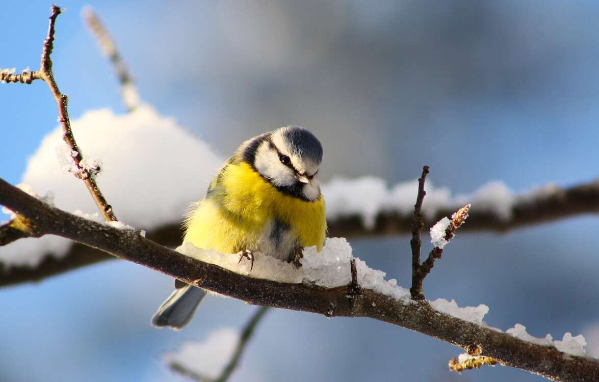 Зима-синица-птица