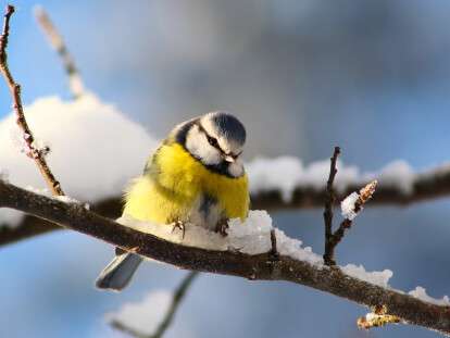 Зима-синица-птица