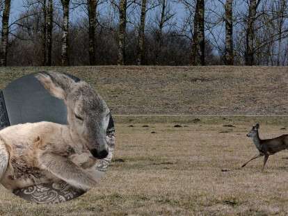 косуля