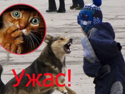 Собаки нападают на детей и котов