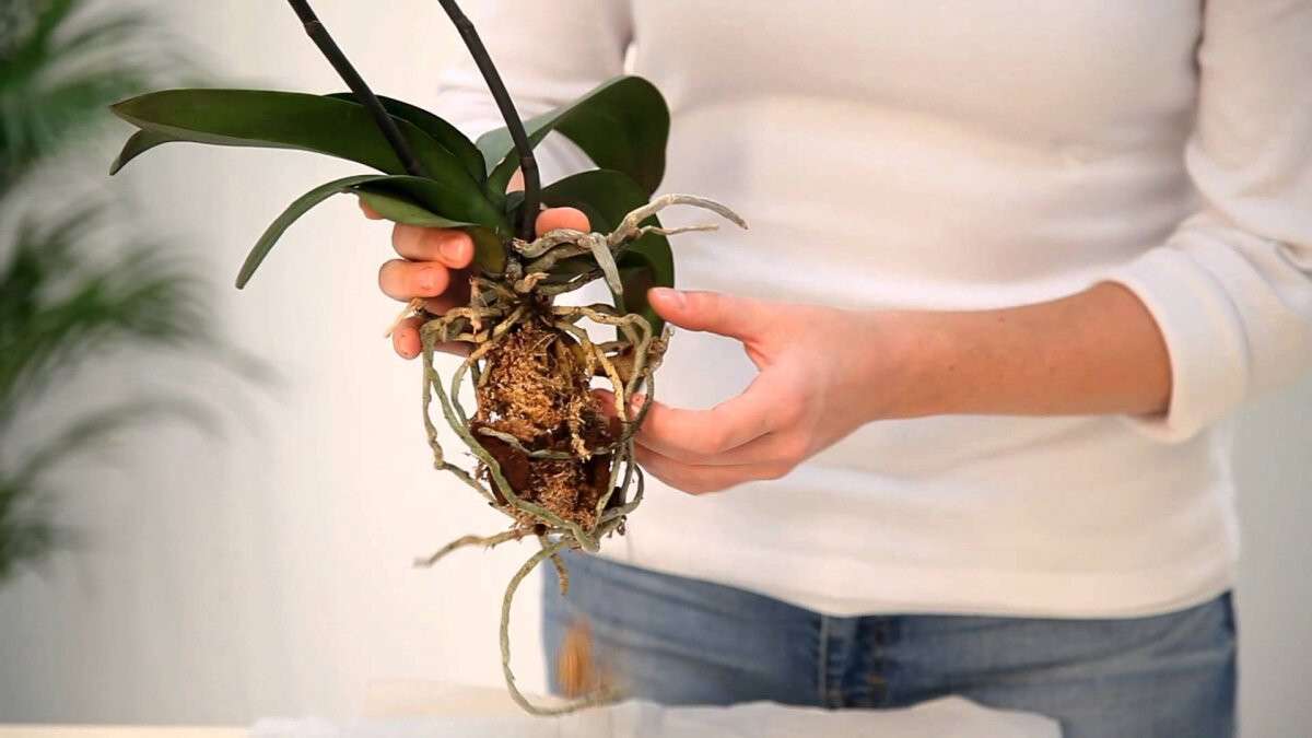 Пересадить орхидею