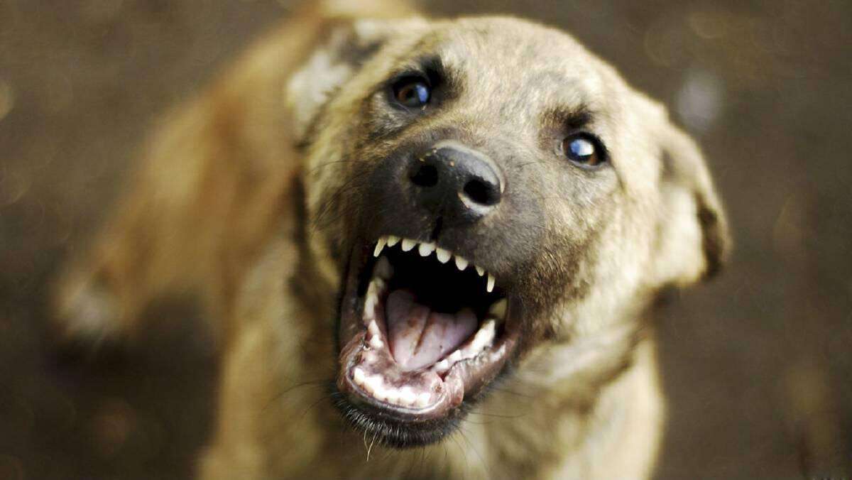 В Першотравенске бродячие собаки держат в страхе весь двор