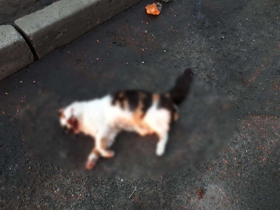 В Днепре выбросили кота с 8 этажа, животное погибло