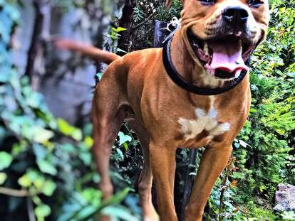 В Днепре собака спасла хозяйку от грабителя