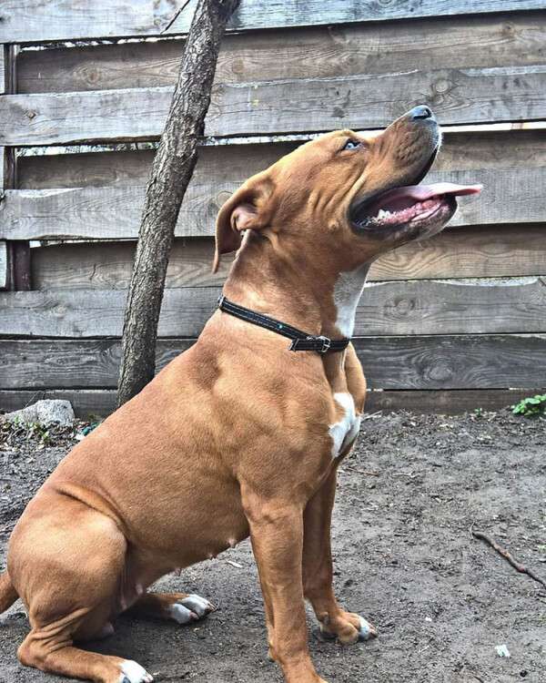 В Днепре собака спасла хозяйку от грабителя