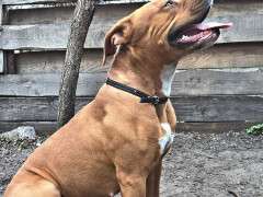 В Днепре собака спасла хозяйку от грабителя