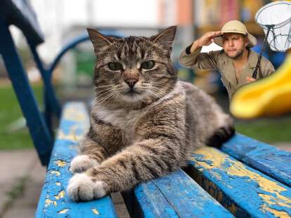 В Днепре живодер отлавливает котов и голубей, чтобы кормить своего ястреба