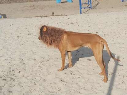 в Днепре мужчина выгуливал на поводке льва