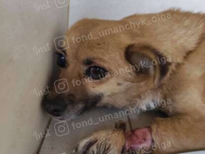 в Днепре спасают собачку, над которой издевались живодеры