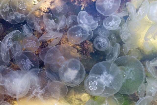 медузы2